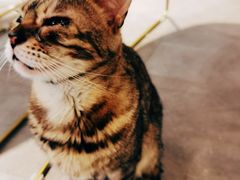 -飞行喵MR PILOT|猫舍·猫咖(静安大融城店)