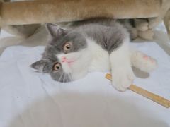 -房东的猫宠物生活馆