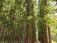 -日照海滨国家森林公园