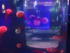 -青岛海底世界-水族馆