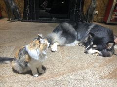 -more than meow吴止猫主题餐厅(承德 中船汇店)