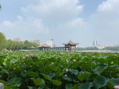 -莲花池公园