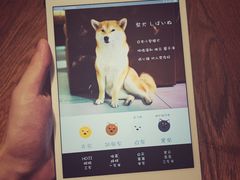 -柴务处·柴犬主题狗咖