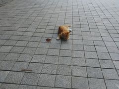 -小海豚国际游泳培训中心(浦东塘桥店)