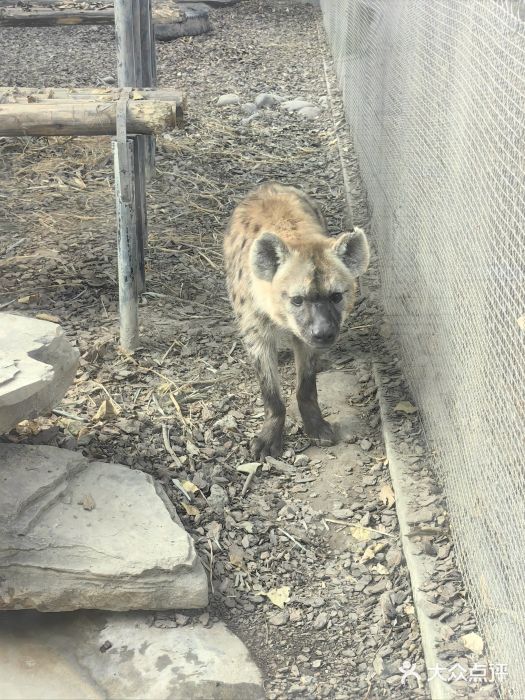 成都动物园图片