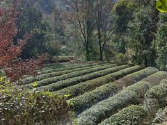 -雁南飞茶田景区