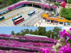 -深圳市中科院仙湖植物园