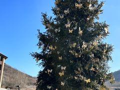 -中旅松花湖滑雪场