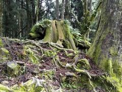 -阿里山神木遗迹