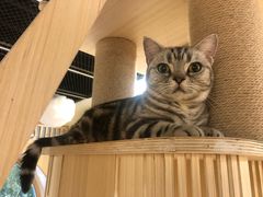 -猫和宫(六道口店)