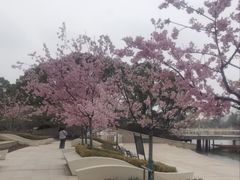 -新江湾城公园