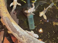 -点绛唇(鼓楼店)