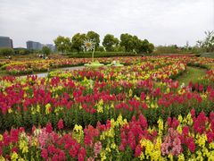 -春花秋色城市公园