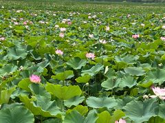 -西青郊野公园