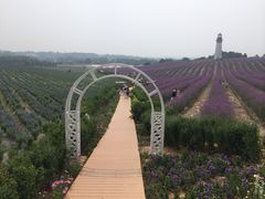 紫颐香薰山谷薰衣草庄园-紫颐香薰山谷景区