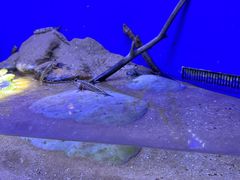 -上海海洋水族馆