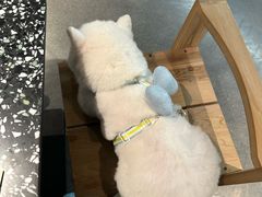 -喜茶(深圳万象城黑金店)