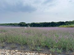 -济州森林小火车生态公园