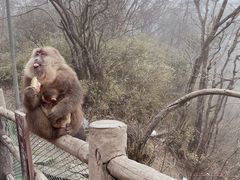 -峨眉山风景名胜区