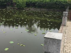 -嘉定紫藤园