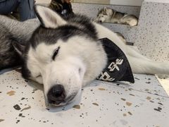 -Husky Go!哈士奇体验馆·宠物咖啡厅狗咖