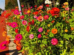 -上海长兴岛郊野公园