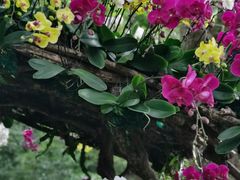 -广州市石门国家森林公园