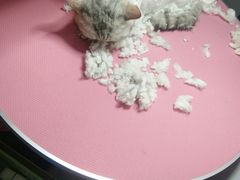 -1013 PET SHOP精品宠物商店(丁香店)