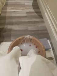 -奥斯芬欧系贵族SPA