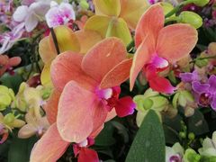 -南通洲际绿博园