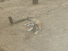 -大连森林动物园