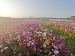-海珠湖公园