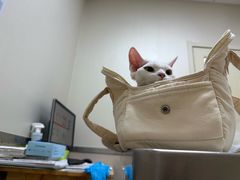 -爱妮康宠物医院·干细胞免疫细胞·肿瘤·心脏(张江店)