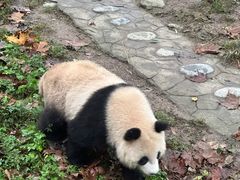 -都江堰中华大熊猫苑