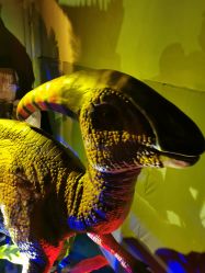 点击看大图 -恐龙探索乐园(磁器口店)