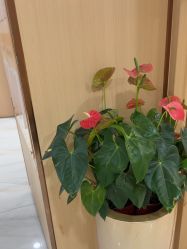 -南京康美美容医院·旗舰店