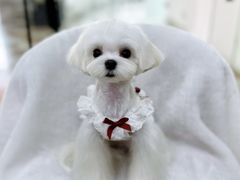 -鑫艺宠物美容培训学校