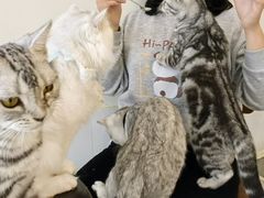 -共舞时光猫咖·狗咖(新街口店)