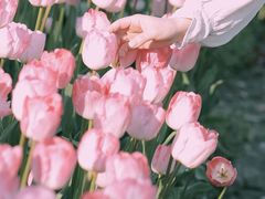 -大宁郁金香公园-停车场