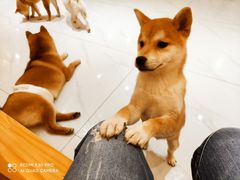 -柴源莊·柴小宠柴犬咖啡