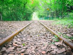 -上海共青森林公园