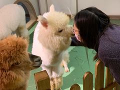 -藦茜花园宠物主题亲子互动体验馆(国顺东路店)