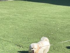 -爪吧宠物乐园 (温榆河示范区店)