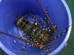 -QQ海鲜餐厅