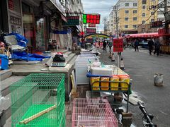 -哈尔滨道外花鸟鱼市场