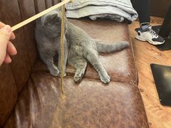 -猫小院猫主题餐厅(三里屯店)