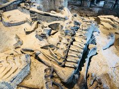 -自贡恐龙博物馆