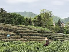 -龙坞茶村