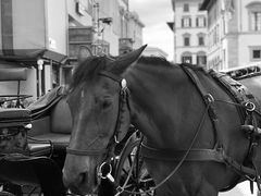 -圣母百花大教堂穹顶