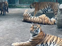 -上海野生动物园